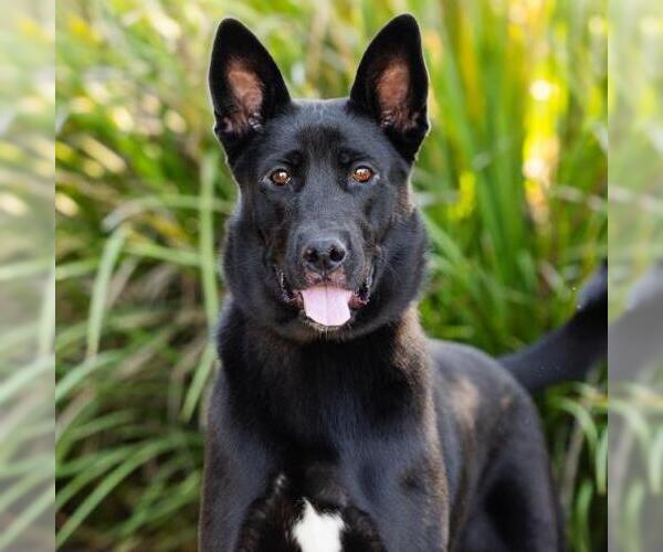 Medium Photo #1 German Shepherd Dog-Unknown Mix Puppy For Sale in Camarillo, CA, USA