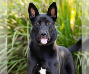 German Shepherd Dog-Unknown Mix Dogs for adoption in Camarillo, CA, USA