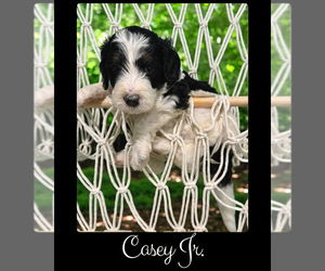 Bernedoodle-Poodle (Standard) Mix Puppy for sale in MENIFEE, CA, USA