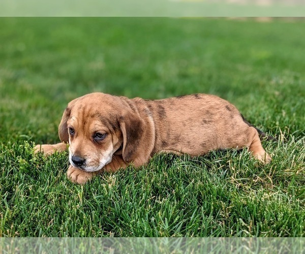 Medium Photo #2 Beabull Puppy For Sale in LINCOLN UNIV, PA, USA