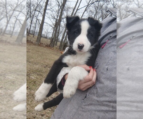 Medium Photo #1 Border Collie Puppy For Sale in NORBORNE, MO, USA
