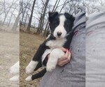 Small Border Collie