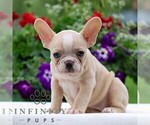 Small #2 French Bulldog