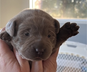 Labrador Retriever Puppy for Sale in EVERSON, Washington USA