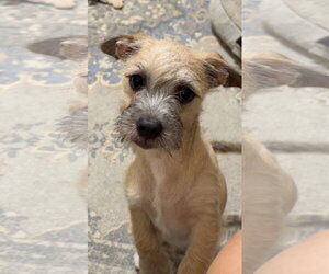 Jack Russell Terrier-Unknown Mix Dogs for adoption in Ball Ground, GA, USA