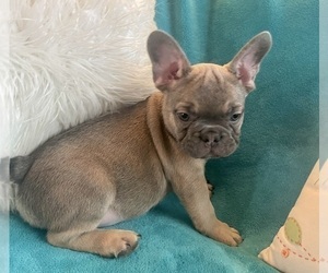 French Bulldog Puppy for sale in LAS VEGAS, NV, USA
