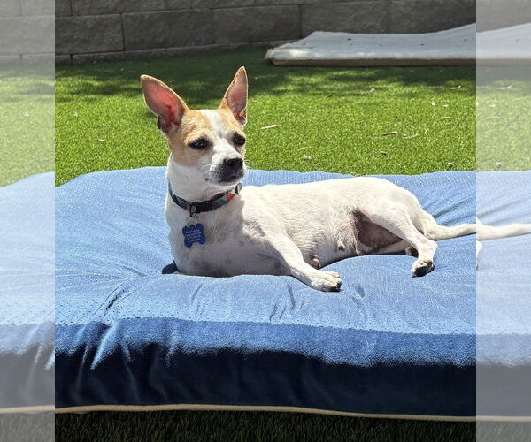Medium Photo #3 Chihuahua-Unknown Mix Puppy For Sale in Bellevue, WA, USA