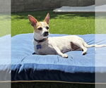 Small #2 Chihuahua Mix