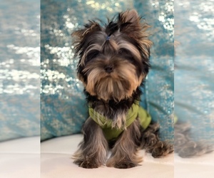Yorkshire Terrier Puppy for sale in CORAL SPRINGS, FL, USA