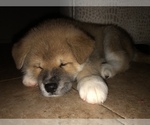 Small Photo #21 Akita Puppy For Sale in LA QUINTA, CA, USA