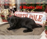Small Photo #1 Labrador Retriever Puppy For Sale in KATHLEEN, GA, USA