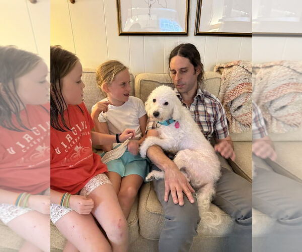 Medium Photo #7 Mutt Puppy For Sale in Arlington, VA, USA