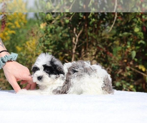Medium Photo #13 ShihPoo Puppy For Sale in DYERSBURG, TN, USA