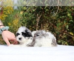 Small #12 ShihPoo
