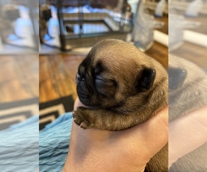 French Bulldog Puppy for sale in MILLERSBURG, OH, USA