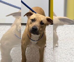 Mutt Dogs for adoption in Tarboro, NC, USA