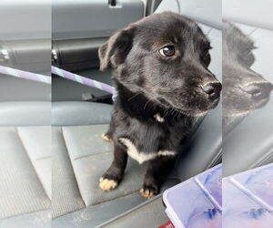 Border Collie-Unknown Mix Dogs for adoption in NEWPORT NH, NH, USA