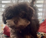 Small #7 Poodle (Toy)-ShihPoo Mix