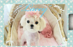Small Photo #1 Maltipom Puppy For Sale in SARASOTA, FL, USA