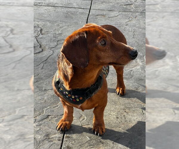 Medium Photo #10 Dachshund Puppy For Sale in St. Louis Park, MN, USA