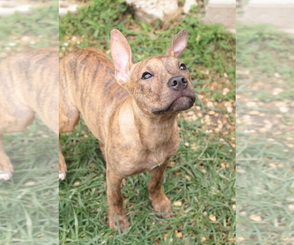 Medium Photo #10 Mutt Puppy For Sale in Philadelphia, PA, USA