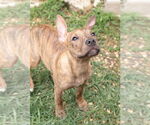 Small #9 Mutt