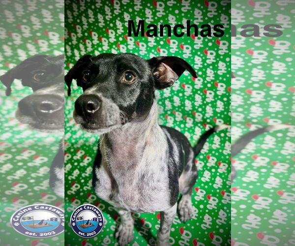 Medium Photo #4 Mutt Puppy For Sale in Arcadia, FL, USA