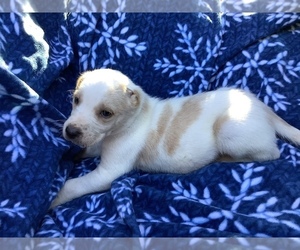 American Foxhound Puppy for sale in AIKEN, SC, USA