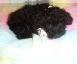 Small #4 Poodle (Toy)