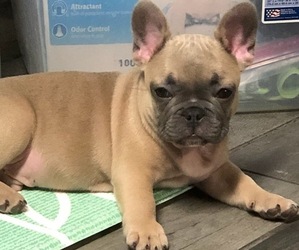 French Bulldog Puppy for sale in SISSETON, SD, USA