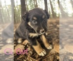 Small Photo #4 Australian Shepherd Puppy For Sale in WILLIAMS, AZ, USA