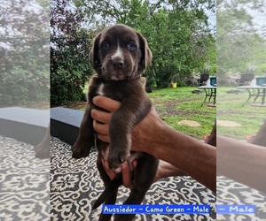 Sheprador Puppy for sale in ABILENE, TX, USA