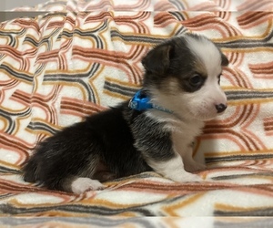 Cardigan Welsh Corgi Puppy for sale in WATERTOWN, SD, USA