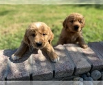 Small Photo #6 Golden Retriever Puppy For Sale in NORCO, CA, USA