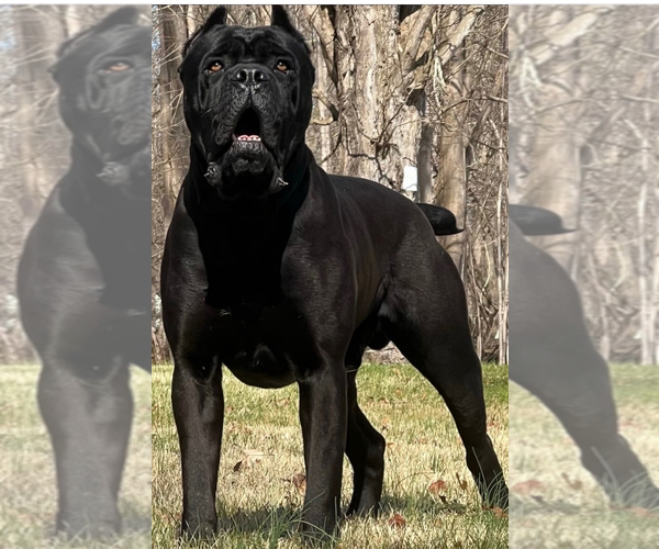 Medium Photo #1 Cane Corso Puppy For Sale in LAKE ALFRED, FL, USA