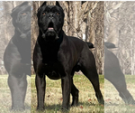 Small Photo #1 Cane Corso Puppy For Sale in LAKE ALFRED, FL, USA