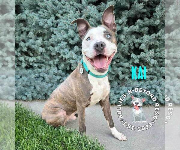 Medium Photo #2 American Pit Bull Terrier-American Staffordshire Terrier Mix Puppy For Sale in Omaha, NE, USA