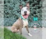 Small #1 American Pit Bull Terrier-American Staffordshire Terrier Mix