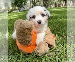 Puppy Ozzy Miniature Australian Shepherd