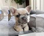 Small #4 French Bulldog