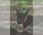 Sinclair - Female Labrador Retriever-Unknown Mix Dog for Adoption - Small photo