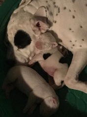 Mother of the American Bulldog puppies born on 10/24/2017