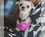Small Photo #2 Maltese Puppy For Sale in St. Louis Park, MN, USA