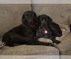 German Shorthaired Pointer Puppy for sale in PASCO, WA, USA