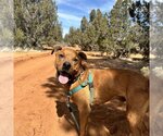 Small Photo #244 Mutt Puppy For Sale in Kanab, UT, USA