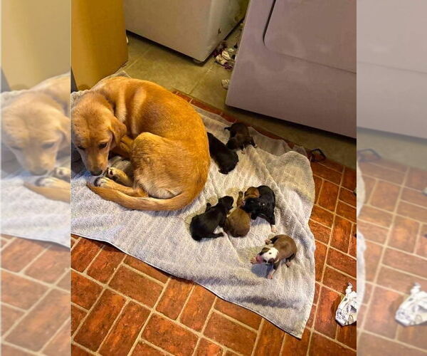 Medium Photo #3 Labrador Retriever-Unknown Mix Puppy For Sale in New York, NY, USA