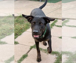 Violet - Female Labrador Retriever-Unknown Mix Dog for Adoption - Photo #4
