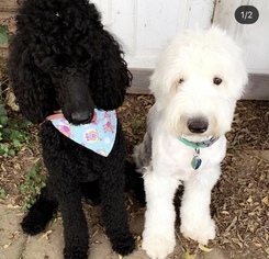 Father of the Sheepadoodle puppies born on 01/08/2019