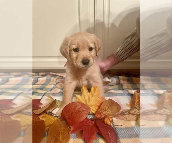 Medium Photo #14 Golden Retriever Puppy For Sale in LAUREL, MS, USA