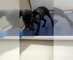 Mutt Dogs for adoption in Bakersfield, CA, USA